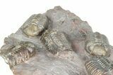Cluster Of Six Colorful Austerops Trilobites - Jorf Morocco #362872-7